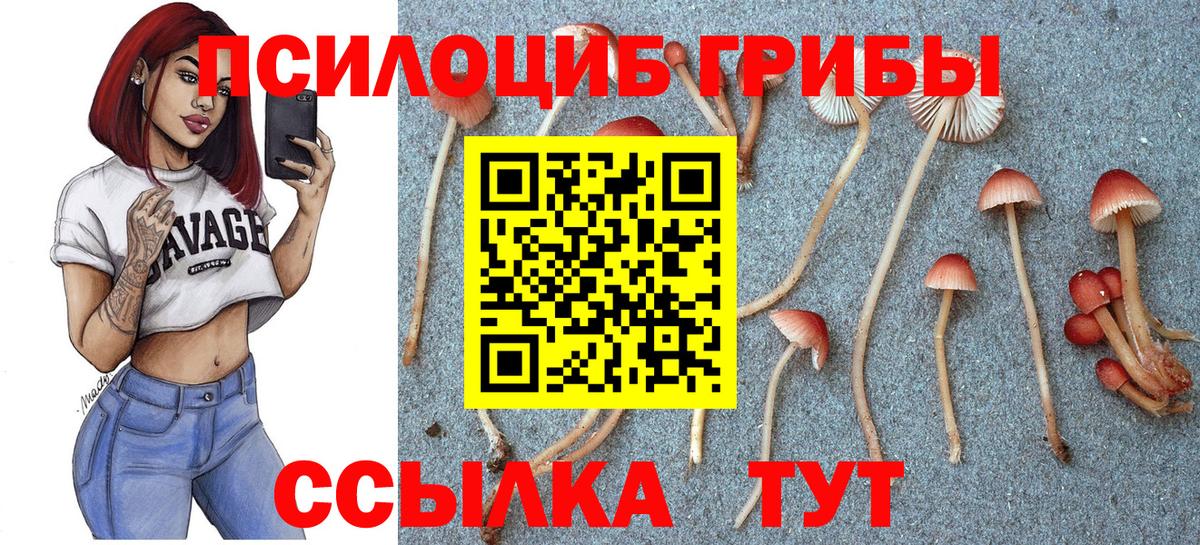 Псилоцибиновые грибы Cubensis Тимашёвск